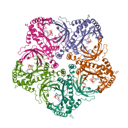 The asymmetric unit of human glutamine synthetase from PDB 2OJW