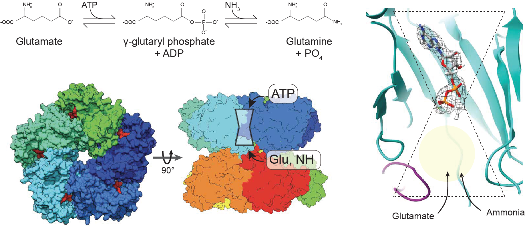 GS mechanism