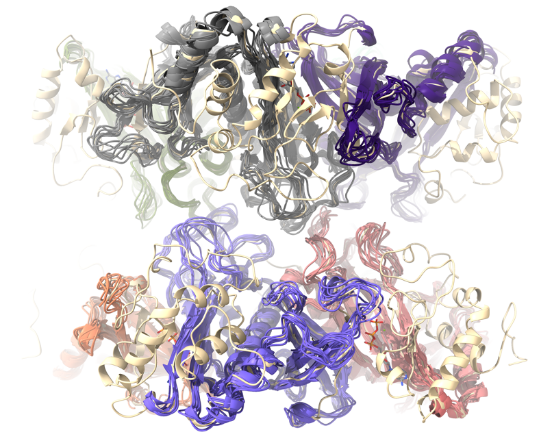 A sub-sample of human glutamine synthetase ensemble refinement models overlayed.